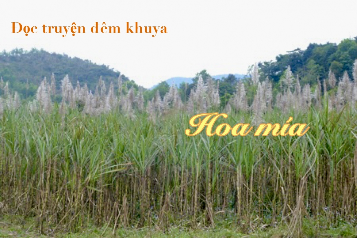 Truyện ngắn "Hoa mía" - Biểu tượng của tình yêu thương